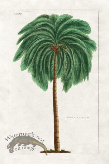 Buchoz Palm 09